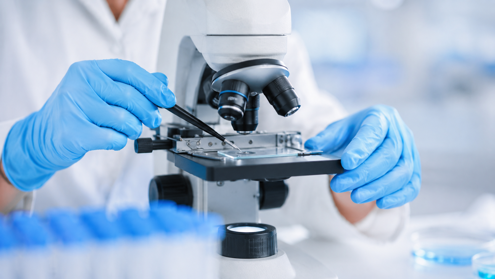 2026年《Cell Metabolism》的研究首次揭示，陈年大蒜中特有的代谢物S1PC能作为天然"分子衔接器"特异性激活LKB1激酶，进而驱动白色脂肪组织以囊泡形式分泌eNAMPT蛋白，这些囊泡经血液循环抵达下丘脑提升NAD⁺水平，再通过交感神经远程调控骨骼肌的氧化代谢与收缩功能；在老年小鼠中长期干预可显著逆转肌肉力量衰退并降低衰弱指数，人体试验也证实该机制保守，为肌少症和老年衰弱提供了一个从膳食分子到跨器官信号轴的全新干预思路。