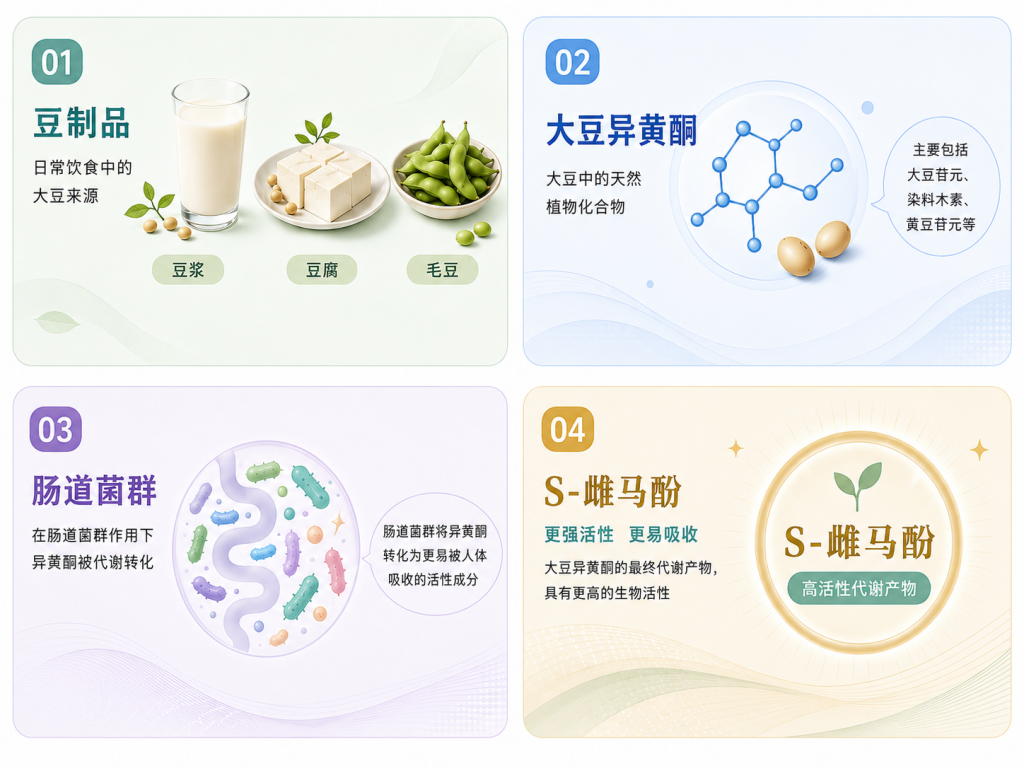 S-雌马酚代谢机理与转化差异